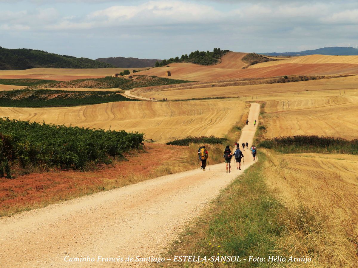 Peregrinos numa estrada de terra entre campos dourados no Caminho Francês