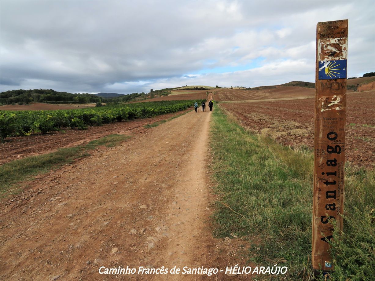 Caminho Francês · entre vinhedos